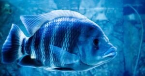 Fish-farming-business.jpg